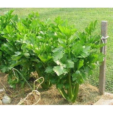 Evergreeeen Benih Daun Ketumbar Favor / Coriander Known You Seed Isi 10 Gram Kys