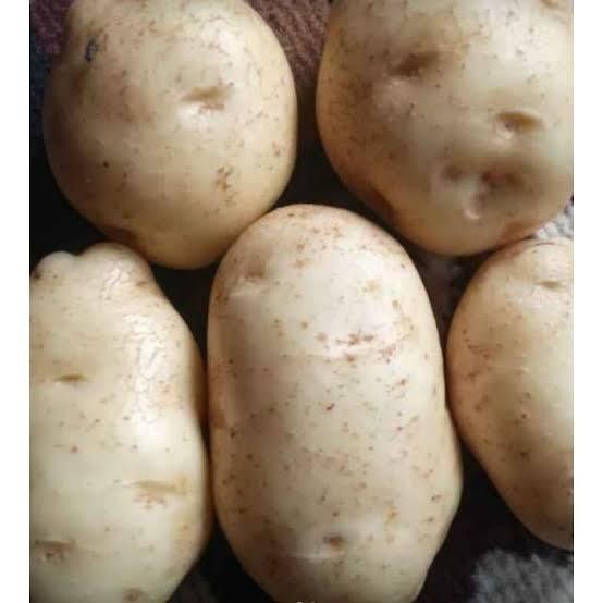 

BnyKBonusBelidiMari- kentang dieng jumbo 1 kg