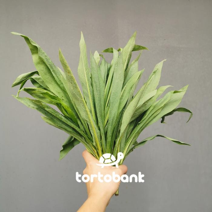

BnyKBonusBelidiMari- 1 KG FUMAK PREMIUM FRESH DAUN NYA SAJA TANPA BATANG BUKAN SIOMAK