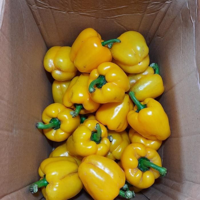 

BnyKBonusBelidiMari- paprika kuning curah 1 kg