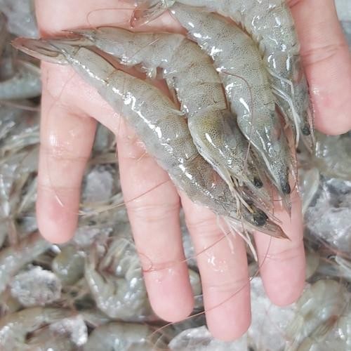 

PastiFreShNya- Udang Segar Fresh Berkualitas Ukuran Besar - 1 Kilogram