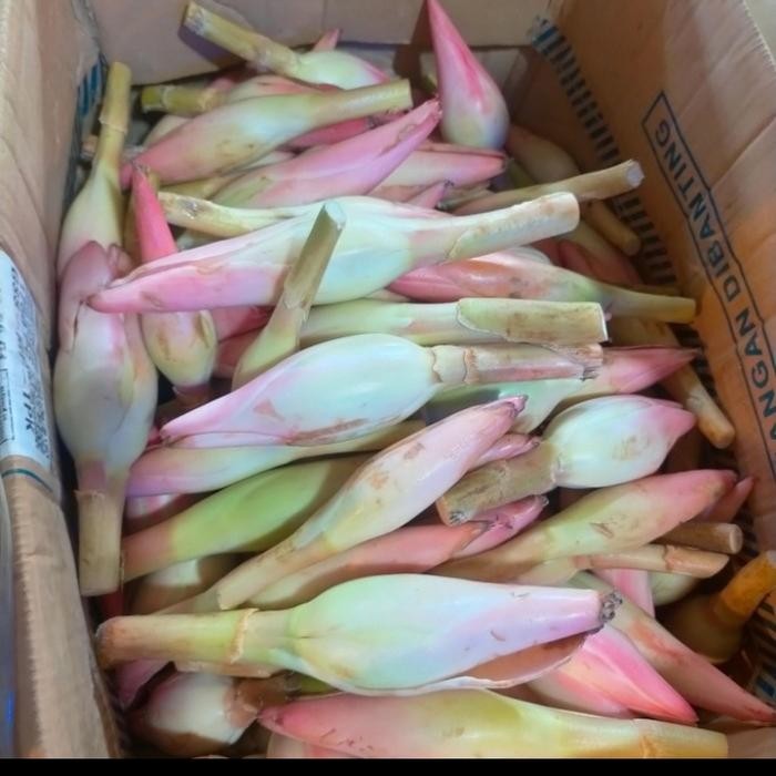 

BnyKBonusBelidiMari- kecombrang honje 500 gram