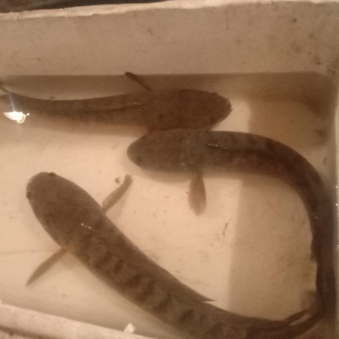 

PastiFreShNya- ikan gabus hidup