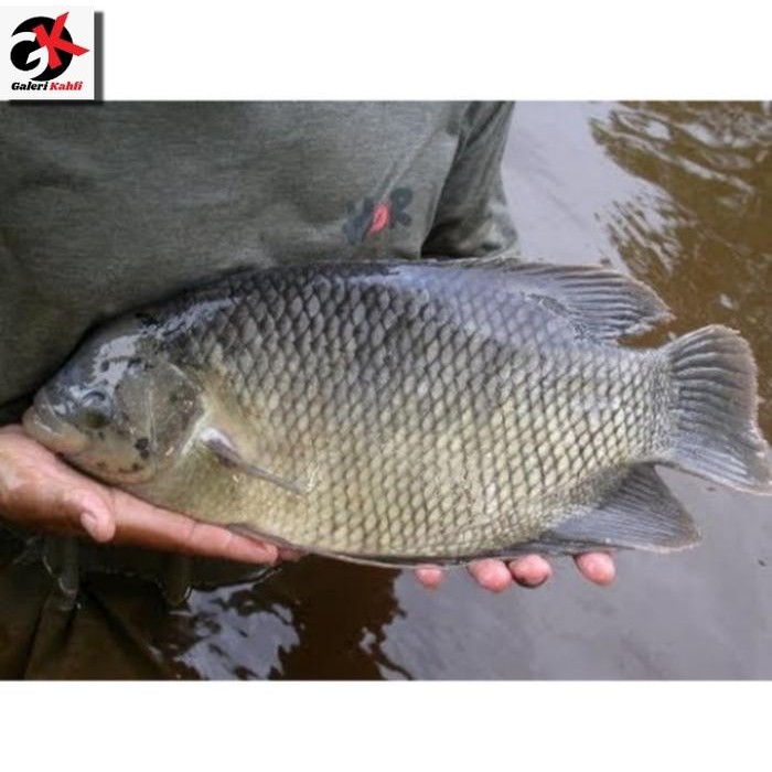 

PastiFreShNya- Ikan Gurame Hidup Segar Grade A - 1 Kilogram