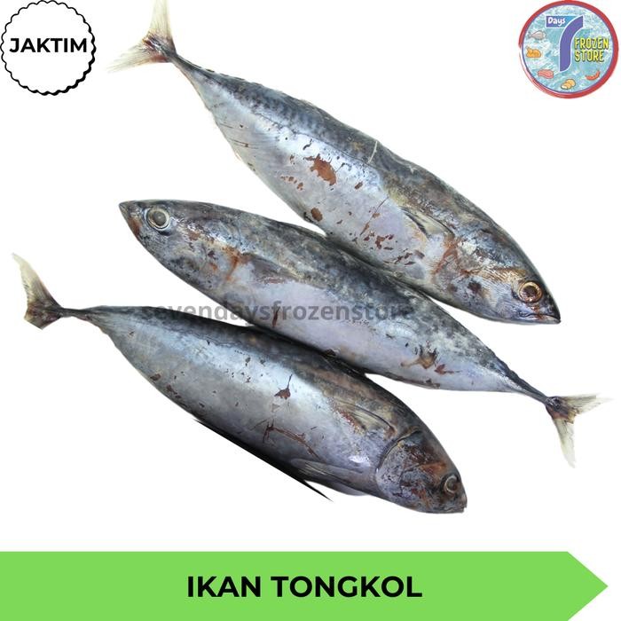 

PastiFreShNya- Ikan Tongkol Frozen Beku 1 kg