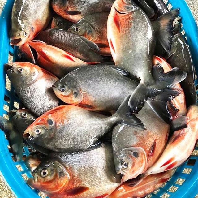 

PastiFreShNya- ikan bawal segar air tawar 1 kg