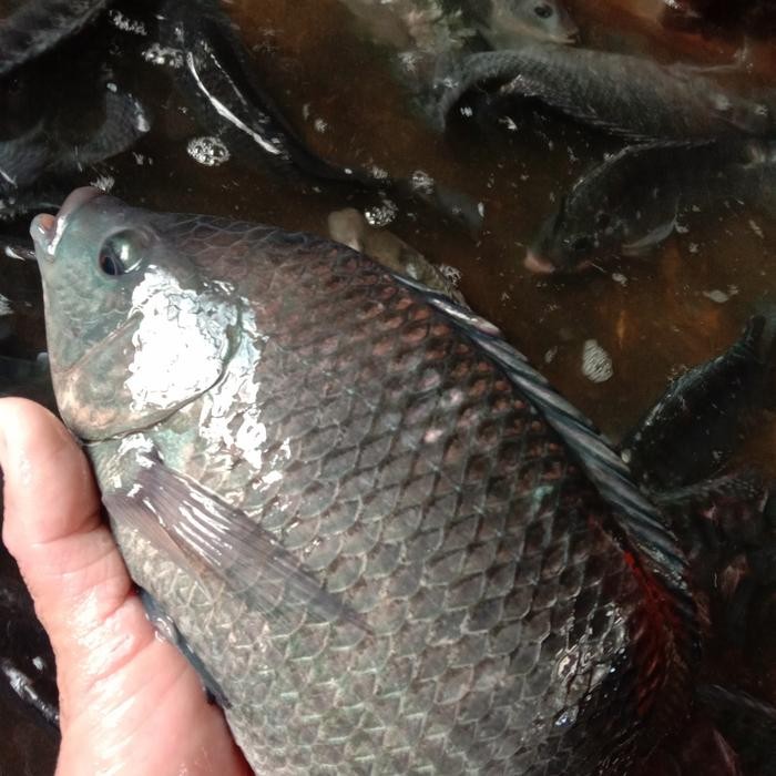 

PastiFreShNya- ikan mujair hidup segar 1kg