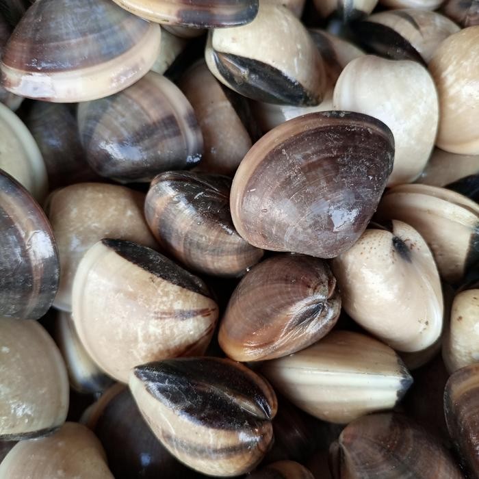 

PastiFreShNya- kerang tahu / kerang kepa segar 1kg