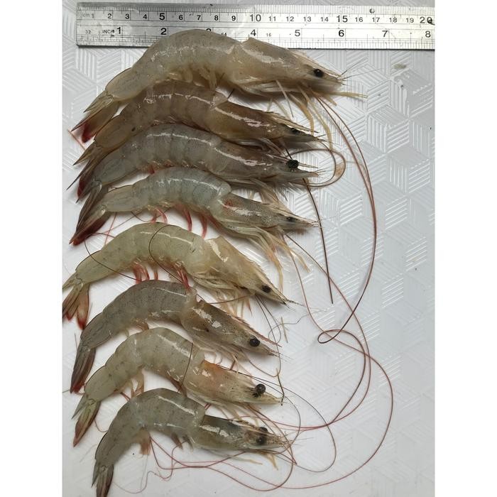 

PastiFreShNya- Promo Udang Jerebung KM (Patah Tulang) 1KG Segar 40-60