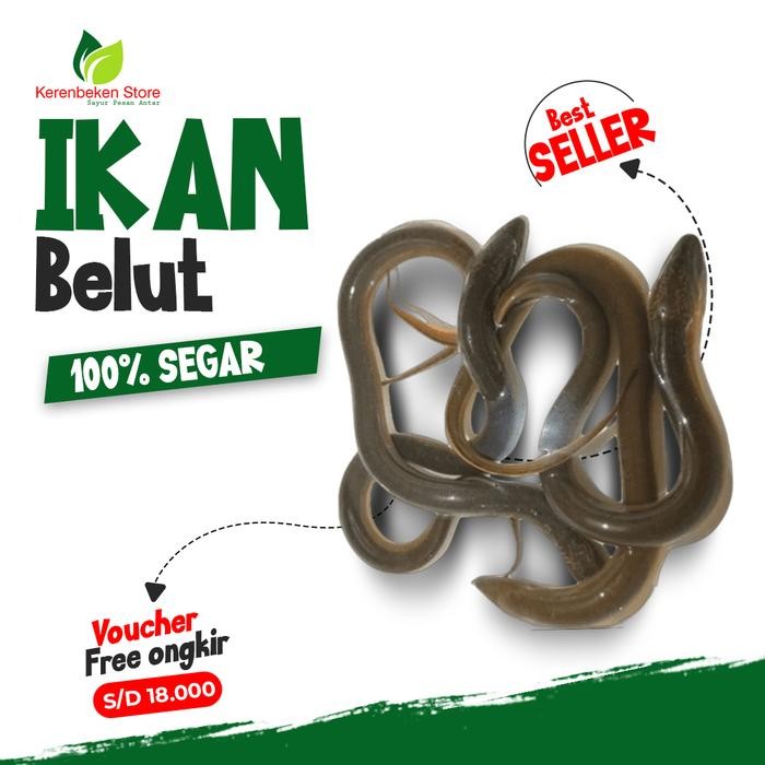 

PastiFreShNya- belut hidup per 1kg