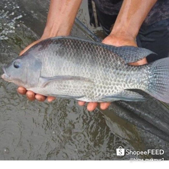 

PastiFreShNya- IKAN NILA