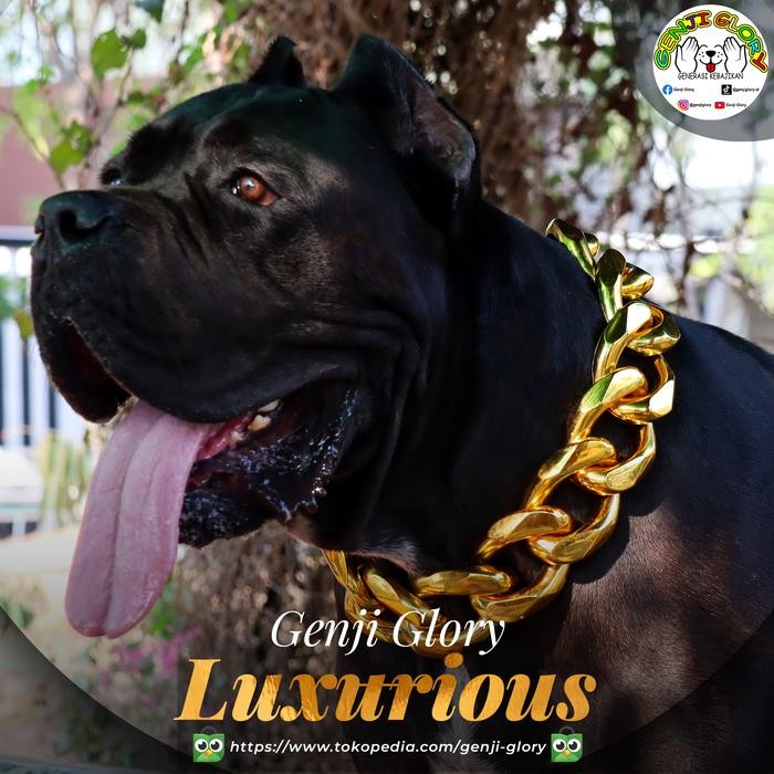 Rantai Kalung Anjing besar , kalung jumbo gold edisi sultan