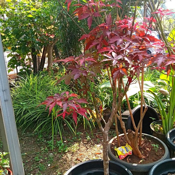 Terlaris Tanaman Hias Pohon Maple Size Besar Jumbo Original Maple