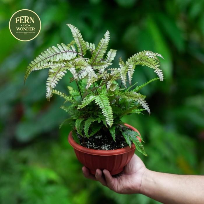 Terlaris Pteris quadriaurita tricolor / Tanaman Pakis / Fern