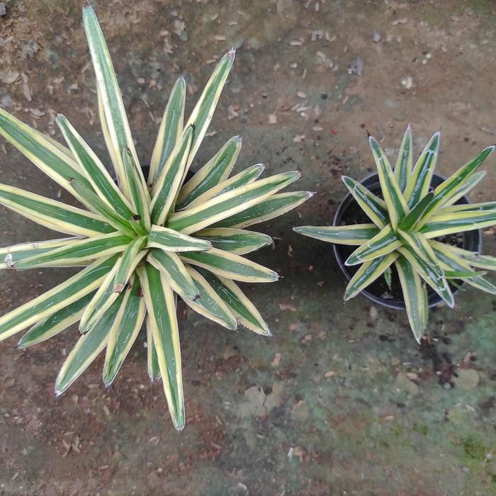 Terlaris Agave Victoriae Reginae Variegata / Agave Variegata