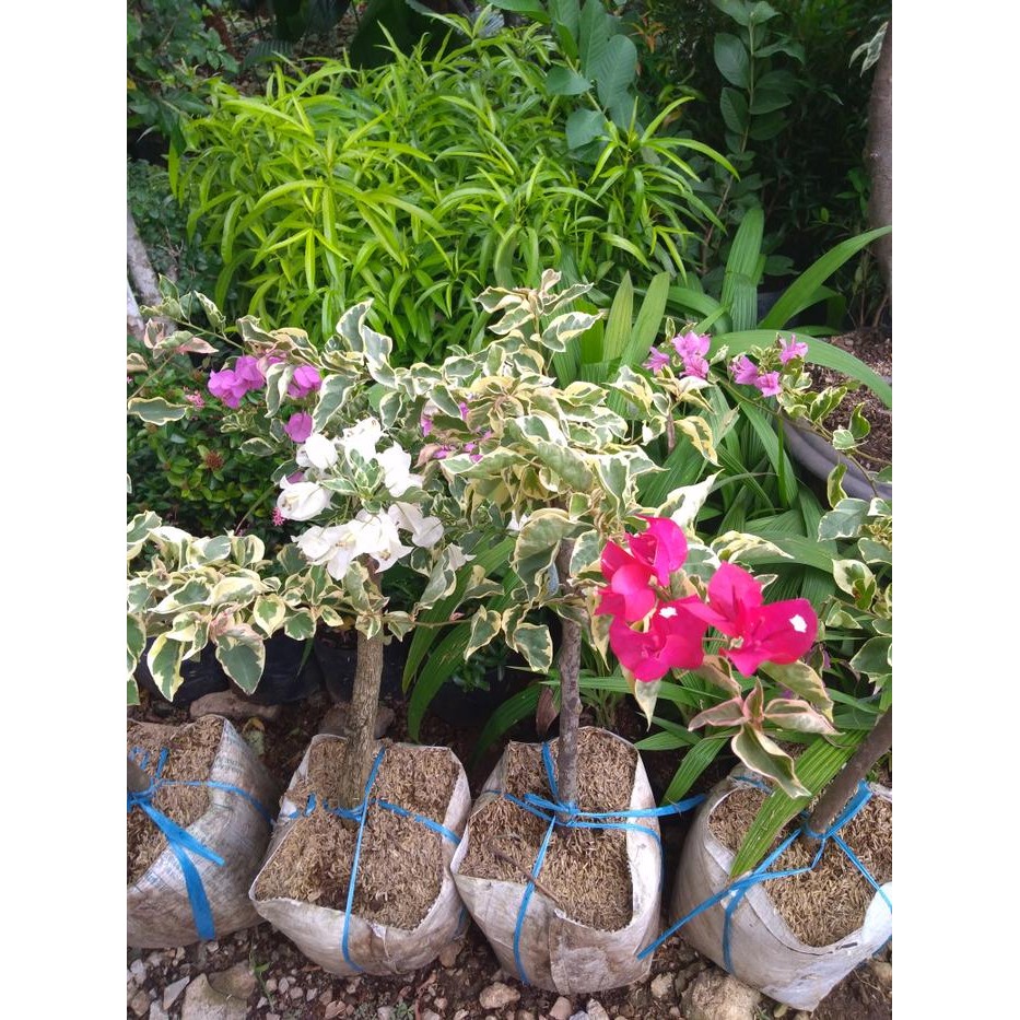 Terlaris Bibit Tanaman Hias - Bougenville 2 Warna (Merah Putih)