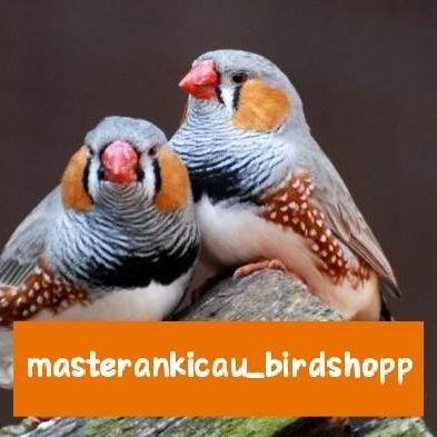 Pawfect Grooming Burung Zebra Finch Aussy Import Body Big Aviary Sulran
