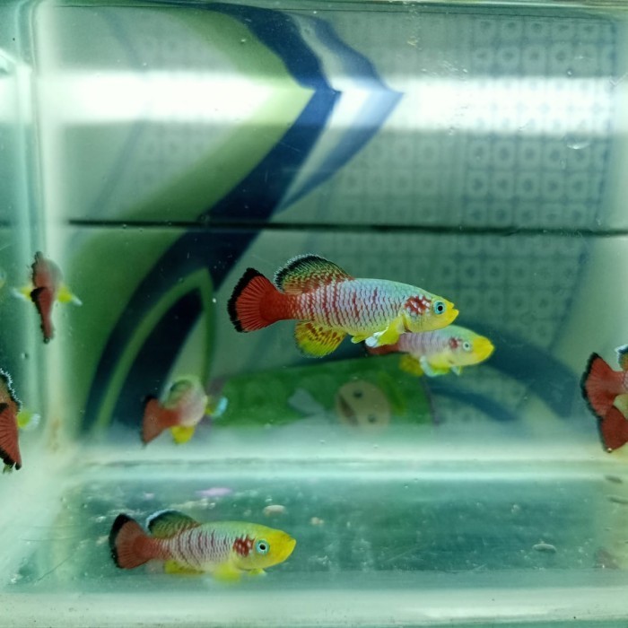 (Expert) killifish guentheri red perpasang