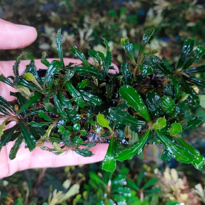 (Expert) BUCE SP MINI BUCEPHALANDRA AQUATIC PLANT