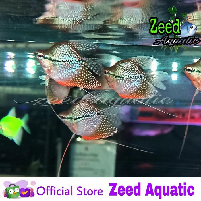 PREMIUM ikan hias aquascape Dwarf gourami short body (rare) / Sepat bonsai