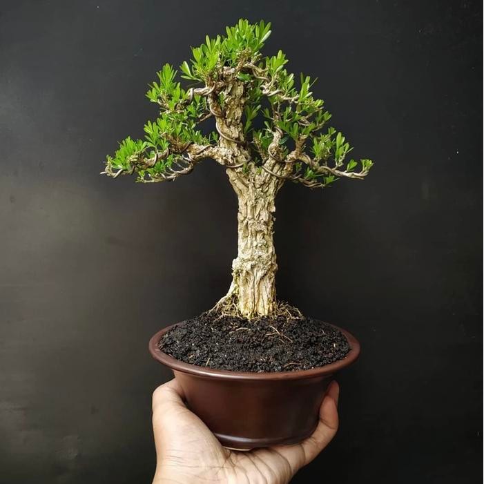 PREMIUM bonsai boxus sudah jadi tinggal pajang murah termasuk pot