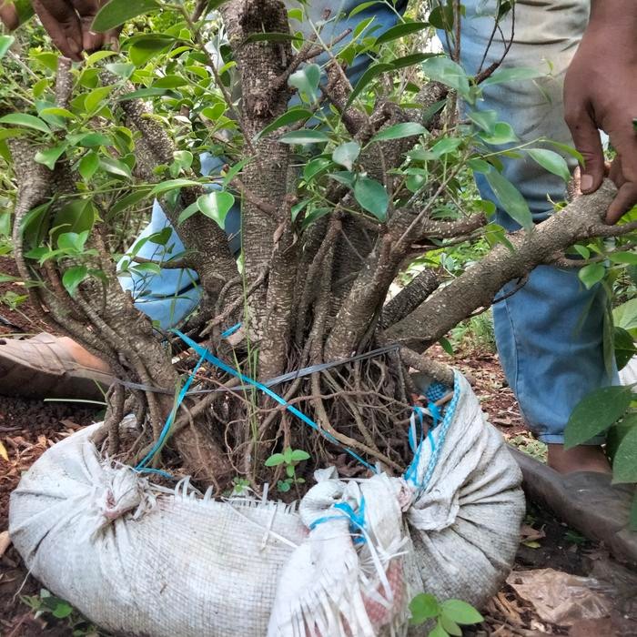 PREMIUM Bahan bonsai kimeng jumbo karakter angker