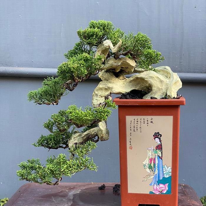 PREMIUM Bonsai cemara sargenti itoigawa original tanuki