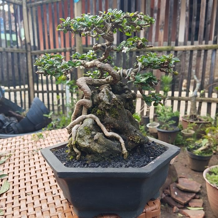 PREMIUM Pohon Bonsai Hokianti buah Size small OTR siap Pajang
