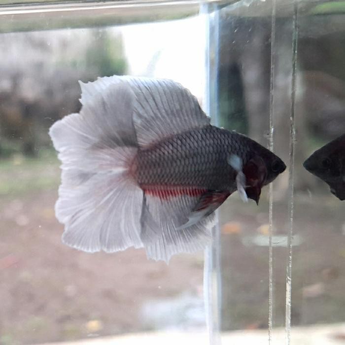 PREMIUM ikan cupang halfmoon bonsai double tile