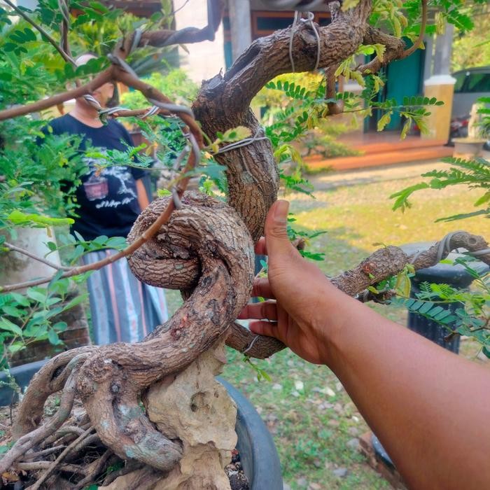 PREMIUM Bonsai Asem Jawa dari biji usia 7th lebih semi Cascade bagus akar sehat bonsai siap kontes