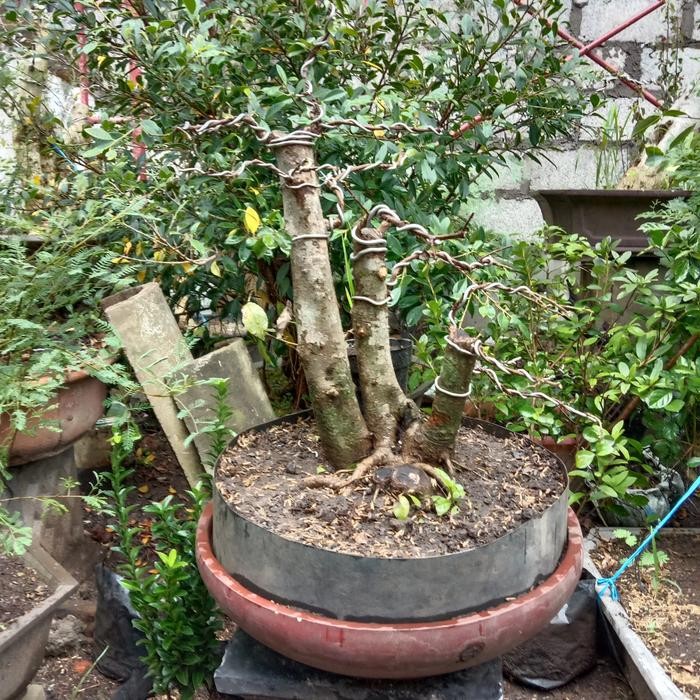 PREMIUM bonsai delima batu 250