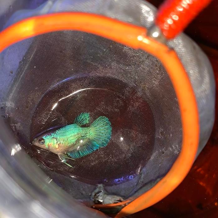 PREMIUM ikan cupang BONSAI BLUE COOPER PK