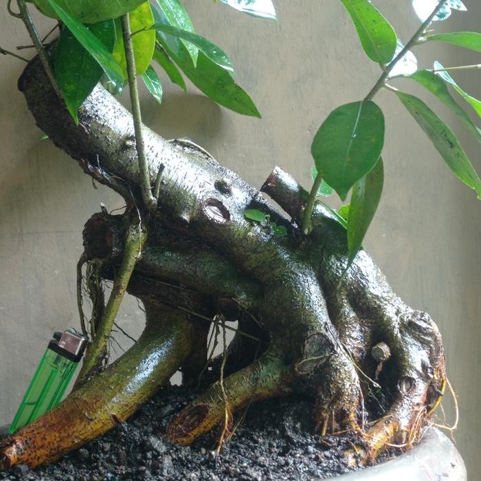 PREMIUM bahan bonsai ampelas putih realpic
