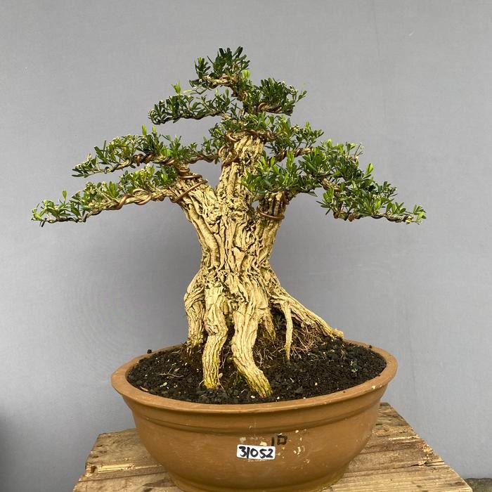 PREMIUM Bonsai Boxus siap pajang