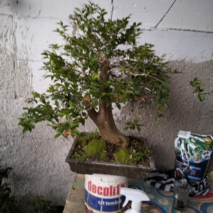 PREMIUM bonsai bahan anggur brazil prospek