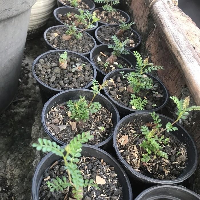 PREMIUM PACHYPUS OPERCULICARYA TANAMAN HIAS BONSAI