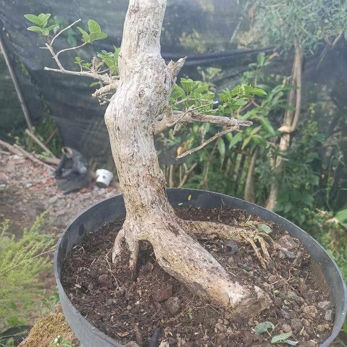 PREMIUM Bahan Bonsai Sancang Batang Besar A