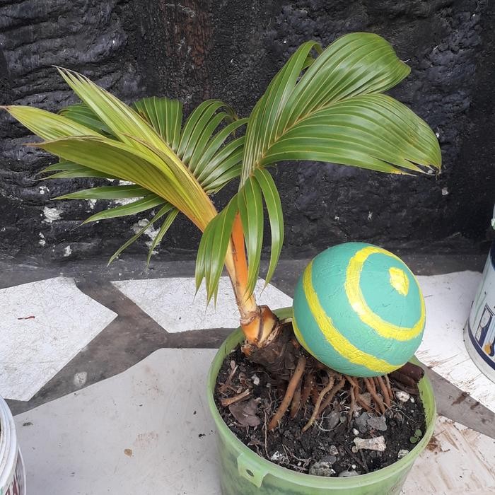 PREMIUM bonsai kelapa kuning