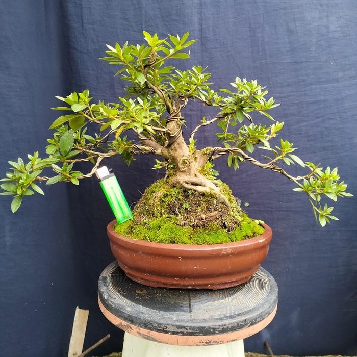 PREMIUM Bonsai Azalea Size Small/ Bonsai Bunga Azalea
