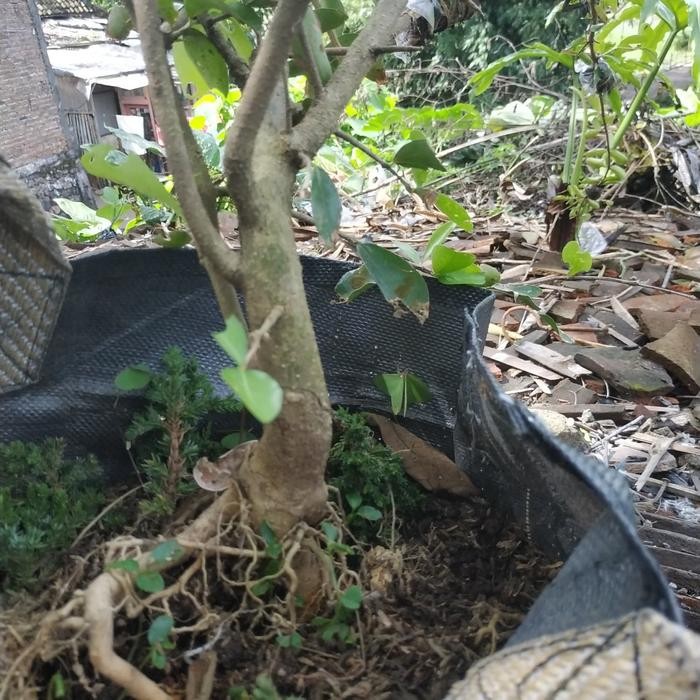 PREMIUM Bahan Bonsai Sianci Manis Prospek
