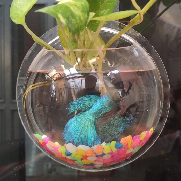 Pawretty- Aquarium Dinding Tempel/Gantung tipe Bulat kecil