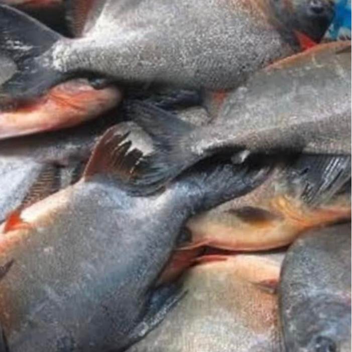Pawretty- Ikan Bawal konsumsi size 2-3-4/kg(hidup)