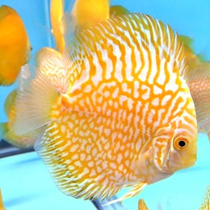 Pawretty- discus golden pigeon checkerboard / golden checkerboard / ikan hias