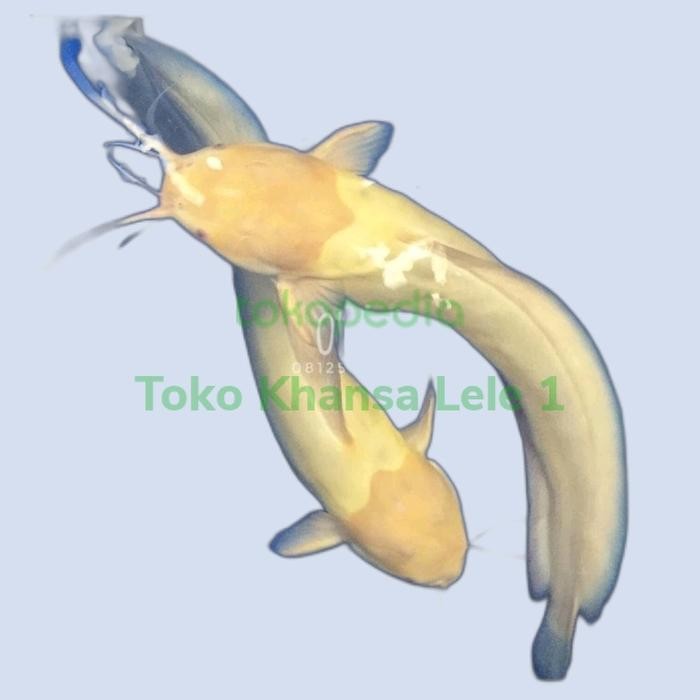 Pawretty- Ikan Hias Predator Exotic Lele Albino Mata Merah