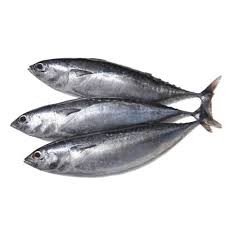 

Ikan Tongkol Segar / Skipjack Tuna / Be Pasih Tongkol