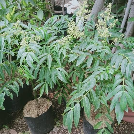 Bibit Buah Kedondong Bangkok Jumbo Kondisi Berbunga / Berbuah - Dondong Jumbo