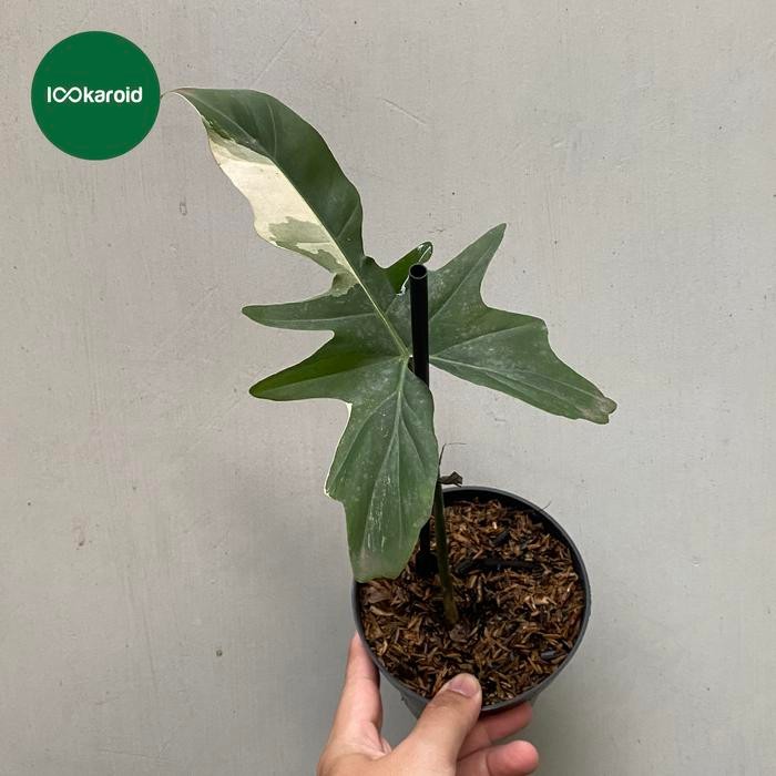 Tanaman Hias Philodendron Dragon Variegata / Philo Dragon Varigata