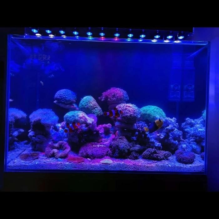 PREMIUM lampu aquarium air laut 24watt full lensa 70-100cm dimmer 3channel
