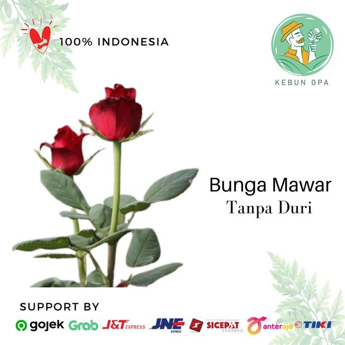 New Tanaman Hidup Bibit Bunga Hias Mawar Tanpa Duri