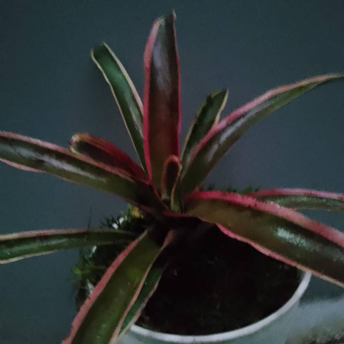 JTTOP" TANAMAN HIAS BROMELIA CRYPTANTHUS TRIKOLOR BROMELIA.